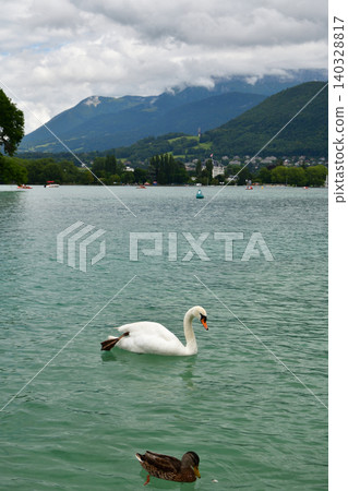 Swans swimming in Lake Annecy, France (July 28, 2021) Swans swimming in Lake Annecy, France (July 28, 2021) 140328817