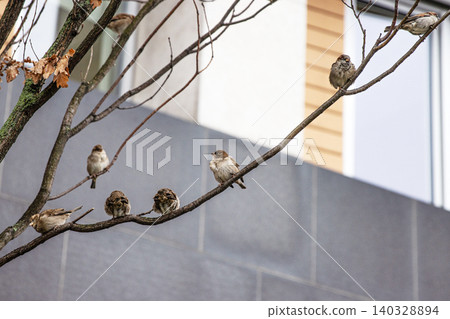 Group of sparrows perched on a bare tree branch in urban setting. Flock of city birds thriving in berlin urban environment. Wildlife during the colder season Group of sparrows perched on a bare tree branch in urban setting. Flock of city birds thriving in berlin urban environment. Wildlife during the colder season 140328894