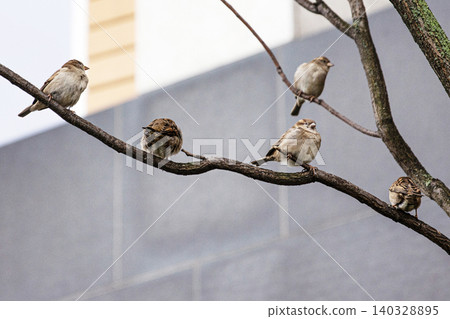 Group of sparrows perched on a bare tree branch in urban setting. Flock of city birds thriving in berlin urban environment. Wildlife during the colder season 140328895
