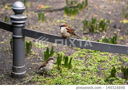 Two sparrows resting in city park in Berlin, representing urban wildlife. One bird is perched on a metal garden fence, another on the green grassy ground Two sparrows resting in city park in Berlin, representing urban wildlife. One bird is perched on a metal garden fence, another on the green grassy ground 140328898