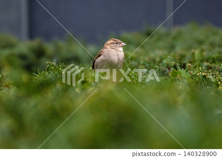 One small sparrow perched on green bush in the public park in Berlin.Bird life in the urban settings. Selective focus. Blurred background. Copy space One small sparrow perched on green bush in the public park in Berlin.Bird life in the urban settings. Selective focus. Blurred background. Copy space 140328900
