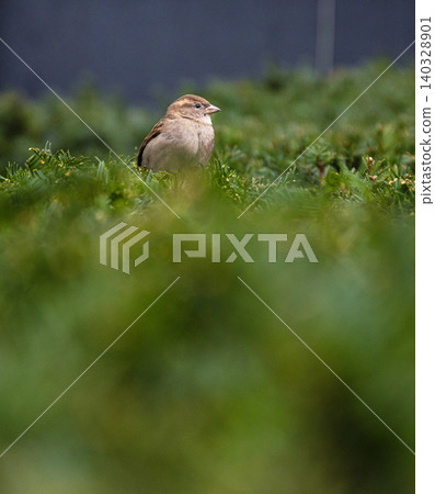 One small sparrow perched on green bush in the public park in Berlin.Bird life in the urban settings. Selective focus. Blurred background. Copy space One small sparrow perched on green bush in the public park in Berlin.Bird life in the urban settings. Selective focus. Blurred background. Copy space 140328901