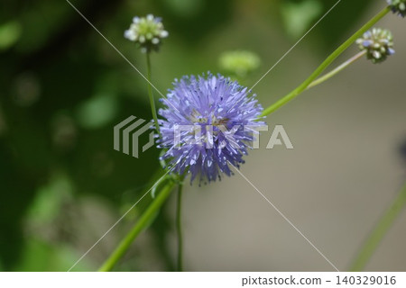吉莉亞·卡皮塔塔(Gilia Capitata) 吉莉亞·卡皮塔塔(Gilia Capitata) 140329016