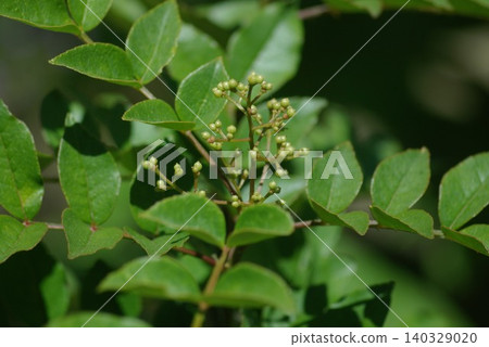 Chinese pepper (Peppercorns) Chinese pepper (Peppercorns) 140329020