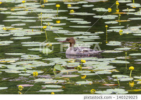 A common merganser swimming in a pond where water lilies are in bloom. A common merganser swimming in a pond where water lilies are in bloom. 140329025