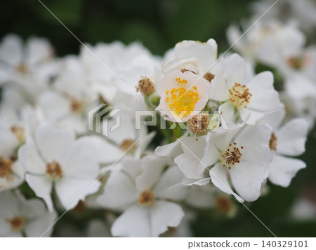 一朵雖開得晚卻依然光彩奪目的花(20260515063845) 一朵雖開得晚卻依然光彩奪目的花(20260515063845) 140329101
