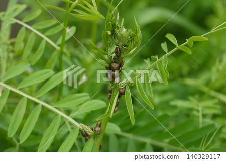 A large swarm of stink bugs 140329117