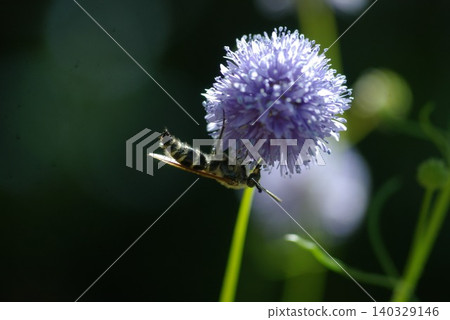 Gilia capitata bee Gilia capitata bee 140329146
