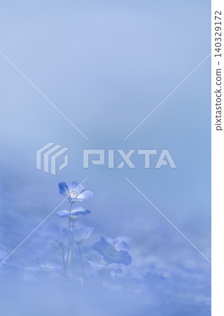 粉蝶花,留有文字空間,藍色背景 粉蝶花,留有文字空間,藍色背景 140329172