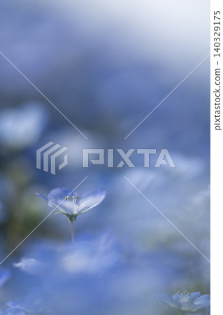 A soft floral scene with a single nemophila in bloom. A soft floral scene with a single nemophila in bloom. 140329175