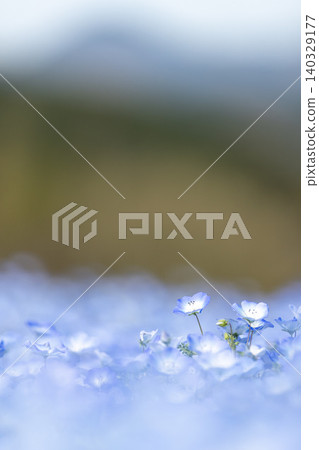 A nemophila background image that is easy to use in portrait orientation. A nemophila background image that is easy to use in portrait orientation. 140329177