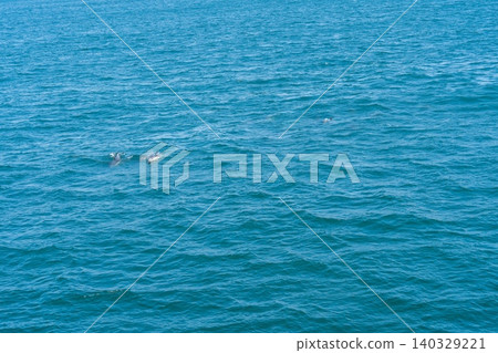 A school of dolphins swimming in Ise Bay A school of dolphins swimming in Ise Bay 140329221
