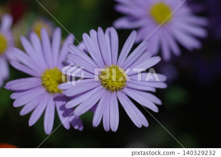 藍色雛菊 藍色雛菊 140329232