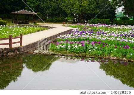 Iris Iris 140329399