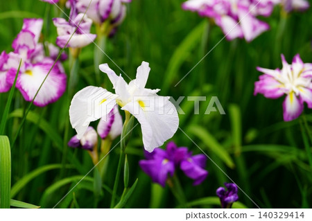Iris Iris 140329414