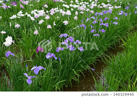 Iris Iris 140329440