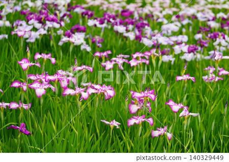 Iris Iris 140329449