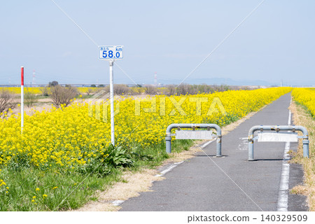 [Rape blossoms] Rape blossoms blooming all over the riverbanks of the Edogawa River. 140329509