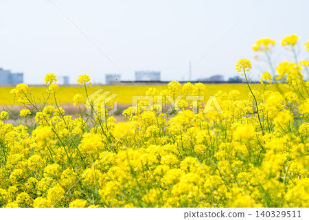 [Rape blossoms] Rape blossoms blooming all over the riverbanks of the Edogawa River. 140329511