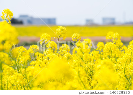 [Rape blossoms] Rape blossoms blooming all over the riverbanks of the Edogawa River. 140329520