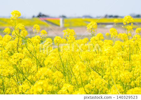 [Rape blossoms] Rape blossoms blooming all over the riverbanks of the Edogawa River. 140329523