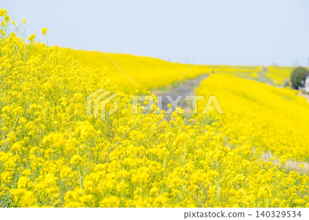 [Rape blossoms] Rape blossoms blooming all over the riverbanks of the Edogawa River. 140329534