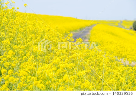 [Rape blossoms] Rape blossoms blooming all over the riverbanks of the Edogawa River. 140329536