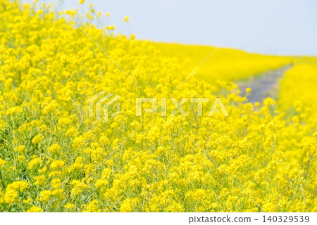 【油菜花】江戶川兩岸到處盛開油菜花。 【油菜花】江戶川兩岸到處盛開油菜花。 140329539