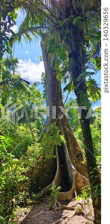 A majestic tropical tree with a colossal root system, set against the lush greenery of the rainforest A majestic tropical tree with a colossal root system, set against the lush greenery of the rainforest 140329656