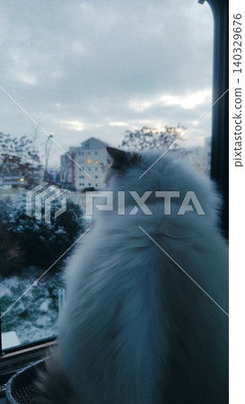 The silhouette of a fluffy cat looking out the window at a winter courtyard The silhouette of a fluffy cat looking out the window at a winter courtyard 140329676