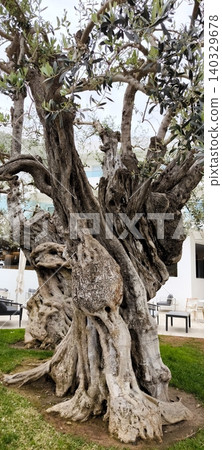 An old olive tree that has stood the test of time An old olive tree that has stood the test of time 140329678
