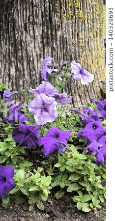 Bright petunias against the background of the bark of an old tree Bright petunias against the background of the bark of an old tree 140329693