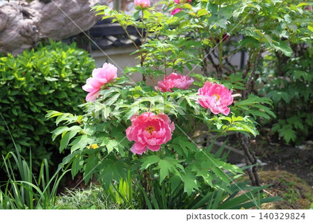 Springtime, lovely peonies in full bloom Springtime, lovely peonies in full bloom 140329824