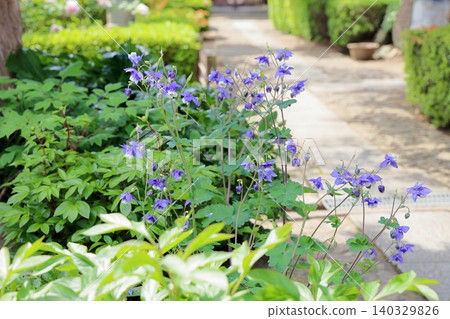 Fresh columbine flowers Fresh columbine flowers 140329826
