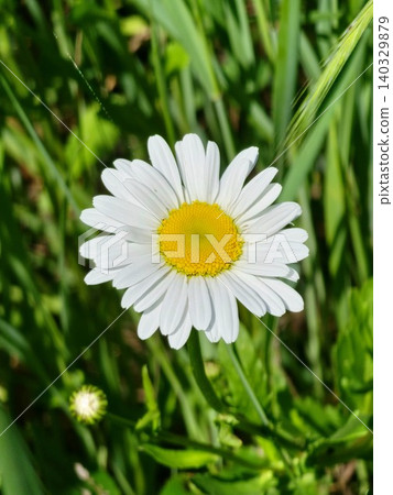Close Up of Oxeye Daisy Flower in Natural Meadow Light 140329879