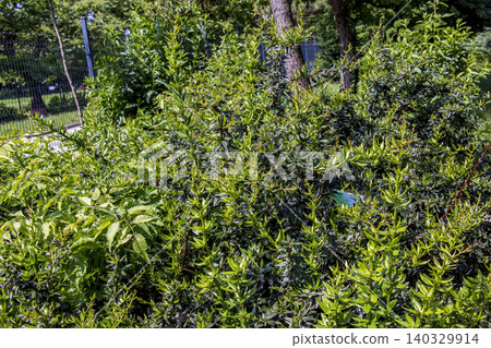 Mature Berberis verruculosa Shrub in Early Spring Garden Landscape Mature Berberis verruculosa Shrub in Early Spring Garden Landscape 140329914