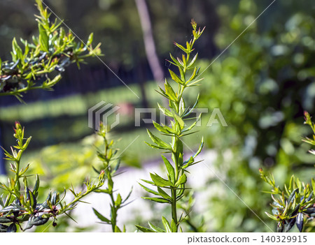 Fresh Spring Growth of Berberis verruculosa in Botanical Garden Fresh Spring Growth of Berberis verruculosa in Botanical Garden 140329915