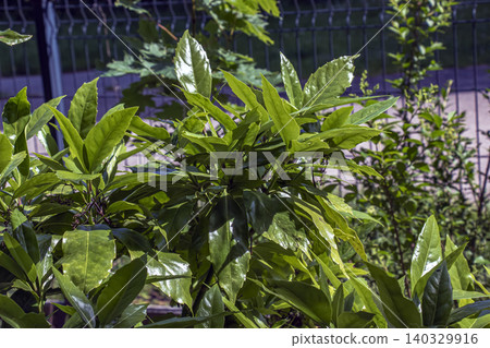 Fresh Spring Foliage of Pieris japonica in Botanical Garden Fresh Spring Foliage of Pieris japonica in Botanical Garden 140329916