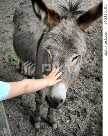 A small child pets a gray domestic donkey on the head in a pen. 140330100