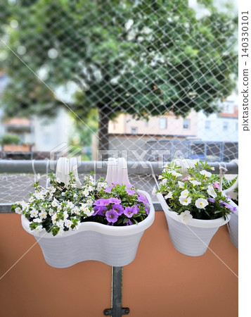 beautiful balcony flower boxes with blooming petunias against a backdrop of protective netting 140330101