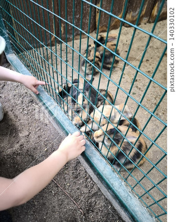 Children reach out their hands toward small, fluffy rabbits through the mesh of the enclosure. 140330102
