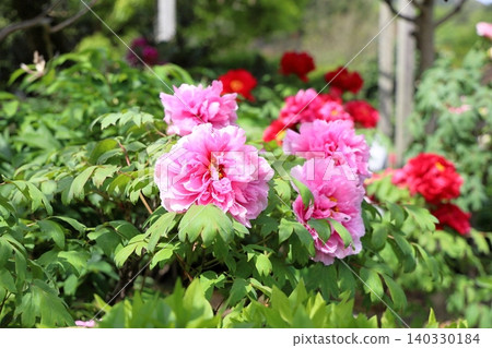 Springtime, vibrant peonies in full bloom 140330184
