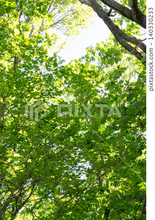 Light shining into the fresh green forest Light shining into the fresh green forest 140330233
