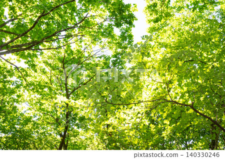 I look up to the forest of fresh green I look up to the forest of fresh green 140330246