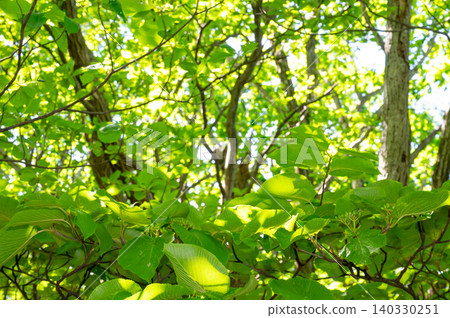 Light shining into the fresh green forest Light shining into the fresh green forest 140330251