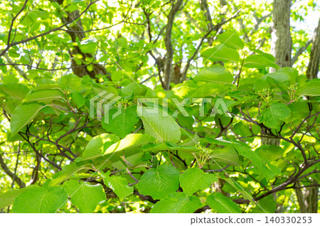 Light shining into the fresh green forest Light shining into the fresh green forest 140330253