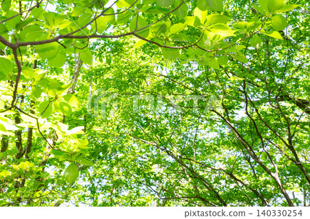 I look up to the forest of fresh green I look up to the forest of fresh green 140330254