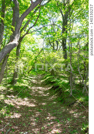 A path through a forest of fresh green leaves, where sunlight filters through the trees. A path through a forest of fresh green leaves, where sunlight filters through the trees. 140330257