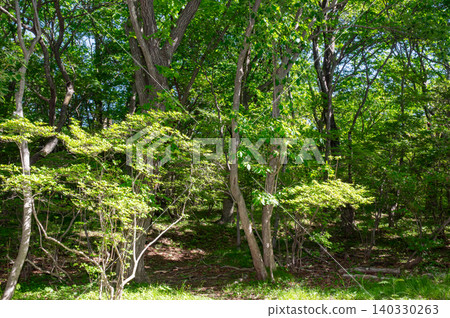 A path I found in the lush green forest A path I found in the lush green forest 140330263