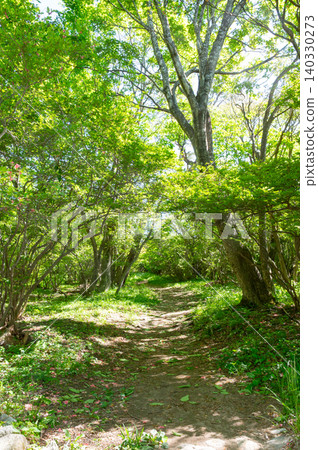 Walking in the fresh green 140330273